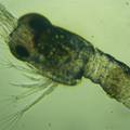 pH对日本沼虾孵化率的影响初探