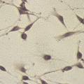大鼠胚胎脊髓神经细胞生长过程中BDNF的作用及其机制研究