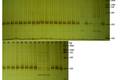 利用SSR分析花椰菜种质资源的遗传多样性