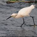 洱海湿地管护政策对水鸟多样性的影响