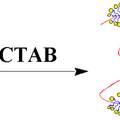 明胶与CTAB复合模板法制备介孔材料及其在酶固定化中的研究