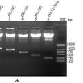 甘蔗SPSⅢ基因5'侧翼序列的克隆及分析 