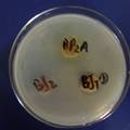 浙贝母生物碱合成与环境微生物的相关性研究