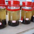 “土蜂”蜂毒酒配制方法与疗效关系的研究