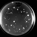 水霉拮抗菌的筛选及其拮抗机理分析