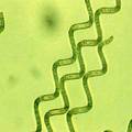 螺旋藻耐盐相关功能基因的研究