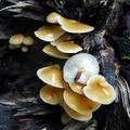 《苍山自然保护区大型真菌种类及分布情况调查》