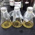 氧载体和金属离子对褐黄孢链霉菌发酵的影响