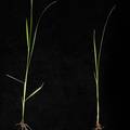       高压诱导水稻转座子mPing的转座激活及全基因组范围的基因表达改变研究