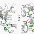 尿嘧啶转运蛋白的结构与机制