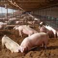 一种新型零排放养猪技术的开发与应用