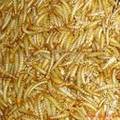 黄粉虫可食用有机软塑料研究