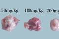 刺松藻多糖对小鼠Hca-F肝癌的抑制作用及机制