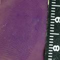 甲基紫染色法对黄色封箱胶带粘面手印显现影响因素的研究