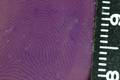 甲基紫染色法对黄色封箱胶带粘面手印显现影响因素的研究