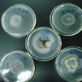几种植物浸提物对茶蚜的抗生作用和对茶树病原菌的抑制作用研究
