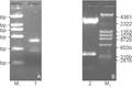 杨梅Cu/Zn超氧化物歧化酶基因（MrSOD1）cDNA的克隆及表达分析
