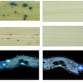 水稻类病变突变体spl5抗白叶枯病机理的初步研究