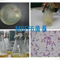 高絮凝活性芽孢杆菌的筛选、絮凝特性及培养条件优化研究