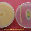 香蕉枯萎病拮抗内生菌的分离、筛选及生防菌株抗菌谱测定