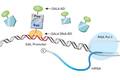 应用酵母双杂交系统筛选龙须菜热激信号传导途径的钙调素结合蛋白
