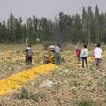 新疆三工河流域油料作物的农户种植意愿影响因素实证分析