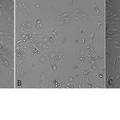 丹参水溶性部位抑制血管内皮细胞凋亡的作用及机制研究