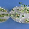 重金属铜Cu(Ⅱ)水溶液处理对萝卜种子生长特性及幼苗叶绿素合成影响的研究