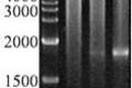 甘蔗SPSⅢ基因5'侧翼序列的克隆及分析 