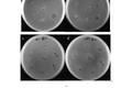 石斑鱼抗菌肽的分离纯化及其活性分析