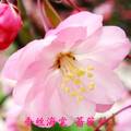 杭州市蜜源植物种类及园林应用调查