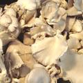 凤尾菇熟料袋栽培养料碳源优化的试验探究