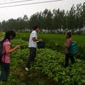 关于中国粮食安全的调查与思考--来自安徽农村的报告