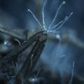 黄绿绿僵菌对褐飞虱致病作用与机理研究
