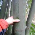 麻竹用于制浆造纸及其特色林建设浅谈