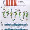 拟南芥G蛋白信号转导调节蛋白（AtRGS1蛋白）的亚细胞定位与表达