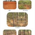 严重侵蚀退化红壤人工修复林分固碳价值研究