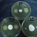 水霉拮抗菌的筛选及其拮抗机理分析
