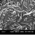 艾叶油微胶囊织物整理剂的发明