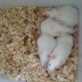 睡眠干扰对KM小鼠生殖健康的影响研究