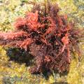 浙江沿海典型海岛大型海藻资源调查与现状分析