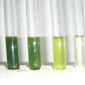 利用微藻固定CO2的技术研究