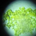 基于偶氮四唑配合物荧光材料的合成及其在细胞成像中的应用研究