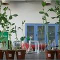 植物用于化学修复受污染土壤的毒性分析