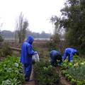 桂林市土壤和蔬菜砷含量调查与风险评估报告