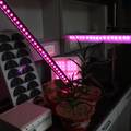 用于植物生长的单芯片红蓝双光二极管的固态照明系统