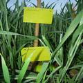 河北省小麦吸浆虫成虫色板测报方法的研究