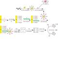 化学发光DNA生物传感器的研究