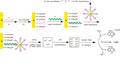 化学发光DNA生物传感器的研究
