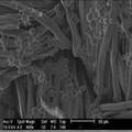 板蓝根挥发油微胶囊的制备及其应用于抗菌织物的研究